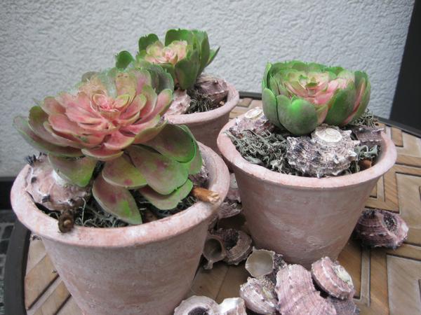 Entry 47 Image 30